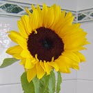 sunflowerpot.jpg